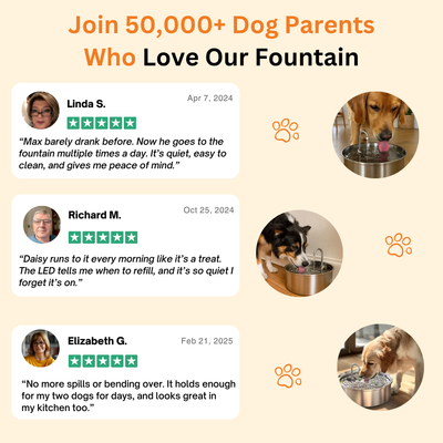 The Doggy Fountain™ UGC