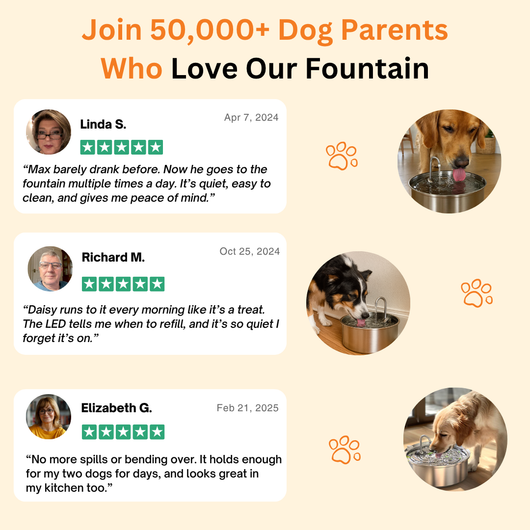 The Doggy Fountain™ UGC